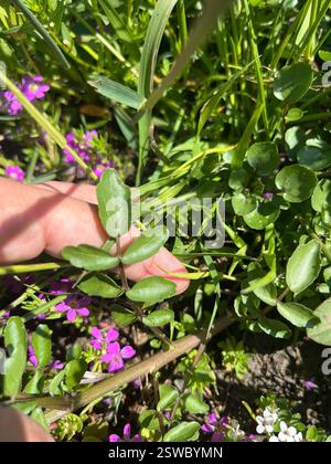 Watercresses (Nasturtium), Plantae, Gill Memorial Park, Milpitas, CALIFORNIA, NOI Foto Stock