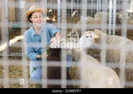 Felice allevatrice asiatica che si prende cura delle pecore Foto Stock