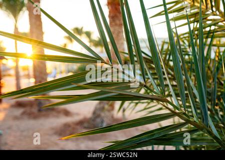 La luce del sole filtra attraverso le foglie di palma in un ambiente tropicale durante l'ora d'oro Foto Stock