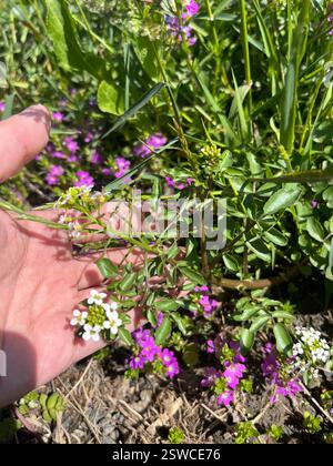 Watercresses (Nasturtium), Plantae, Gill Memorial Park, Milpitas, CALIFORNIA, NOI Foto Stock
