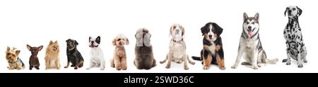 Adorabili cani di diverse dimensioni di fila su sfondo bianco, dal più piccolo al più grande Foto Stock