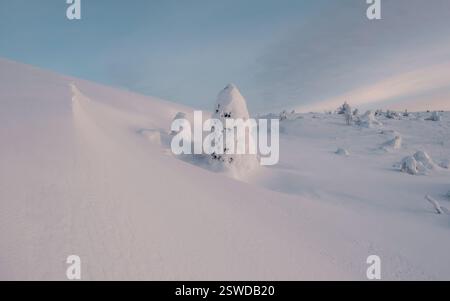 Pini tutti coperti di neve. Foto Stock