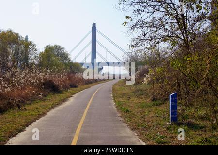 Cheongju, Corea del Sud - 12 novembre 2020: Una pista ciclabile pavimentata si snoda attraverso alte erbe autunnali, che conduce verso l'impressionante Miho Grand Bridge in Foto Stock
