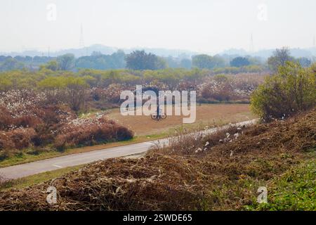 Cheongju, Corea del Sud - 12 novembre 2020: Un ciclista solitario fa una pausa in una radura aperta circondata da alte canne autunnali e da una vegetazione lussureggiante, con una nebbia Foto Stock