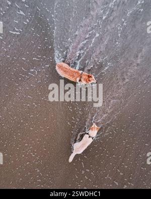Pastori bianchi tedeschi che suonano alla spiaggia Foto Stock