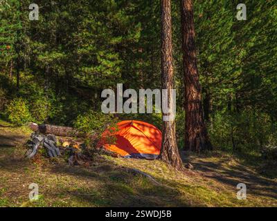 Tenda arancione vivace sotto gli alberi di conifere nella foresta estiva. Tenda sotto l'albero nella foresta di conifere in collina. Primo piano del luminoso orano Foto Stock
