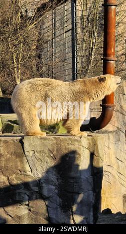 Un orso polare visto allo zoo che si gode felicemente della calda luce del sole in una bella giornata Foto Stock