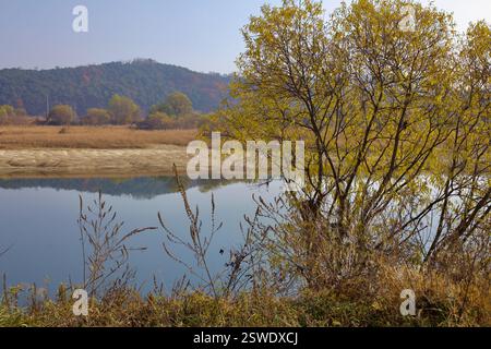 Cheongju, Corea del Sud - 12 novembre 2020: Un fiume calmo riflette foglie d'autunno dorate e colline boscose lontane, creando una tranquilla scena di Seasona Foto Stock