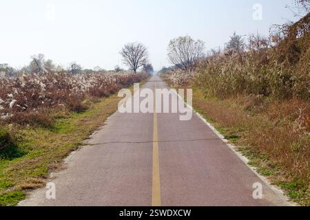 Cheongju, Corea del Sud - 12 novembre 2020: Un lungo percorso ciclabile rettilineo si estende attraverso praterie autunnali asciutte, fiancheggiate da alte canne e sparse Foto Stock
