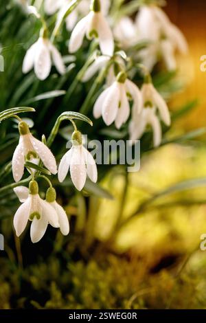 Bellissimi fiori primaverili in fiore, nevi nella foresta Foto Stock