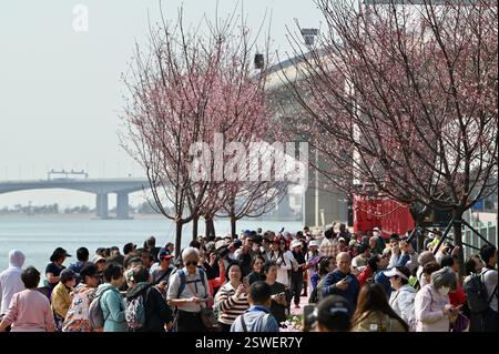 **CINESE CONTINENTALE, HONG KONG, MACAO E TAIWAN FUORI** i fiori di ciliegio fioriscono a Hong Kong, Cina, 20 febbraio 2025. Foto Stock