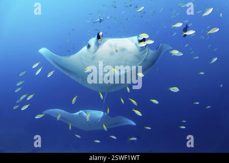 Due mante della barriera corallina (Mobula alfredi) pastinache o razze coda di frusta (Dasyatidae) che nuotano attraverso una banchina di fucilieri gialli (Caesio xanthonota), GRE Foto Stock