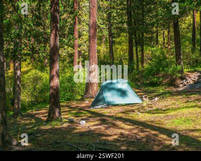 Tenda blu sotto gli alberi di conifere nella foresta estiva. Tenda sotto l'albero nella foresta di conifere in collina. Primo piano della tenda blu brillante dentro Foto Stock