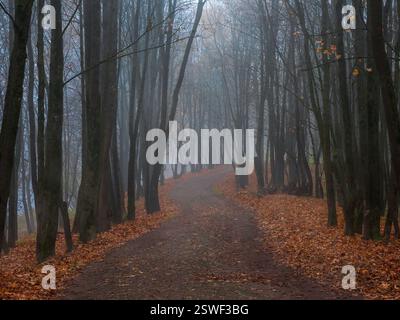 Vicolo autunnale nebbioso vuoto in un parco con aceri alla fine dell'autunno. Paesaggio mistico autunnale con nebbia mattutina e sentiero nel parco. Foto Stock