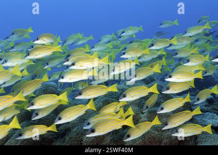 Scialuppa di dentici a strisce blu (Lutjanus kasmira) che nuotano densamente sulla barriera corallina, la grande Barriera Corallina, sito patrimonio dell'umanità dell'UNESCO, Mar dei Coralli, Coralli S. Foto Stock