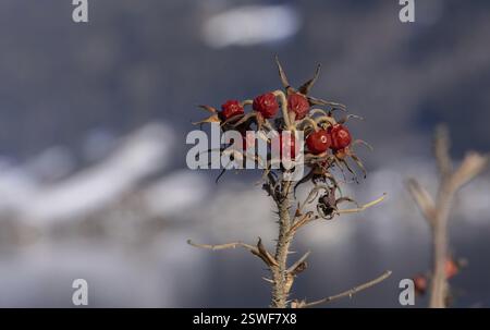Rosehip, rosa canina, macro, asciutta Foto Stock