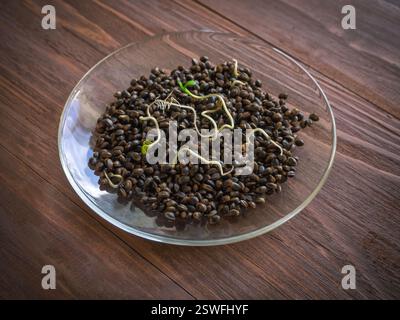Semi di canapa superfood. Grani germogliati su fondo marrone legno. Foto Stock