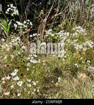 Convergent Lady Beetle (Hippodamia convergens), Insecta, Fort Ord National Monument, Salinas, CA, US, Link to White Brodiaea (Triteleia hyacinthina) osservazione https://www.inaturalist.org/observations/169181774 la chiave per la valutazione di Lady Beetles è vedere e fotografare la parte anteriore per vedere i modelli sulla testa e il pronotum (di fronte alle ali). Convergente Lady Beetle (Hippodamia convergens) fa parte del genere Oblong Lady Beetles (Hippodamia). Questa specie ha due linee bianche convergenti sulla fronte (pronotum). Il numero di punti neri è variabile. È una delle più comuni Foto Stock