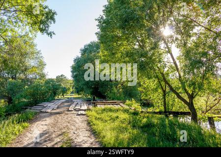 Un ponte rustico in legno fatto di tavole si estende su un piccolo fiume, circondato da fitti alberi verdi e da un fogliame vivace. Foto Stock