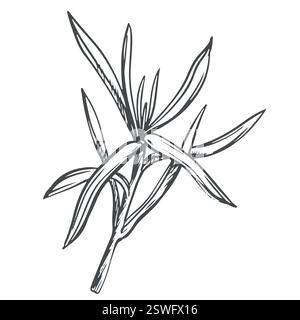 Rosmarino su sfondo bianco in stile retrò. Un condimento popolare nella cucina italiana e provenzale. Branche in stile incisore. Illustrazione del vettore botanico delle spezie. Illustrazione Vettoriale