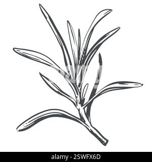 Rosmarino su sfondo bianco in stile retrò. Un condimento popolare nella cucina italiana e provenzale. Branche in stile incisore. Illustrazione del vettore botanico delle spezie. Illustrazione Vettoriale