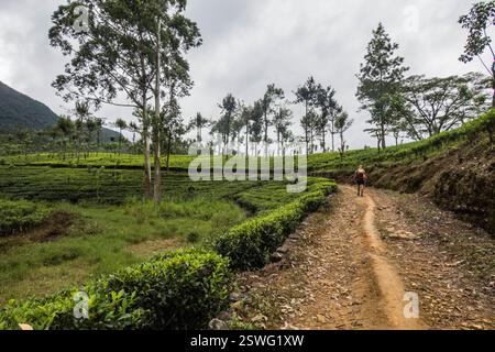 Camminate attraverso la tenuta del tè Stellenberg lungo il Pekoe Trail, Pupuressa, Sri Lanka Foto Stock