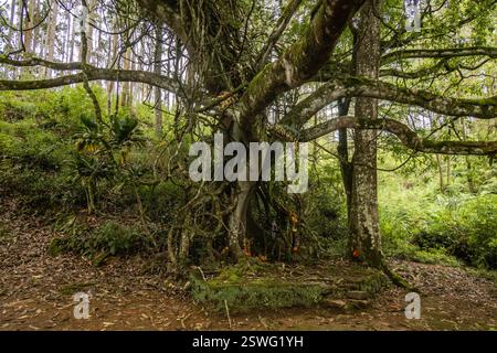 Santuario sul Pekoe Trail, Nuwara Eliya, Sri Lanka Foto Stock