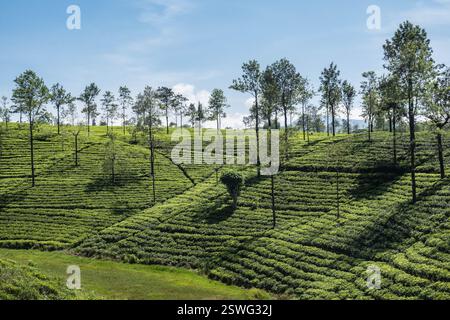Camminate attraverso la Holyrood Tea Estate lungo il Pekoe Trail, Watagoda, Sri Lanka Foto Stock