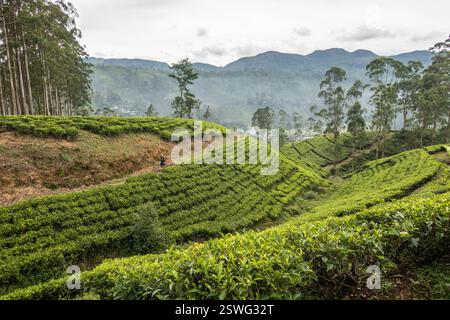 Camminate attraverso la Holyrood Tea Estate lungo il Pekoe Trail, Watagoda, Sri Lanka Foto Stock