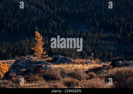 Autunno d'oro. La pittoresca luce del tramonto illumina un boschetto di larici sul pendio roccioso. Foto Stock