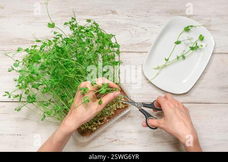 Donna che taglia il micro verde fresco su sfondo di legno bianco Foto Stock