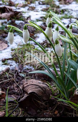 Delicati fiori di neve emergono dal suolo, circondati da foglie cadute e macchie di neve, che annunciano l'inizio della primavera. Foto Stock