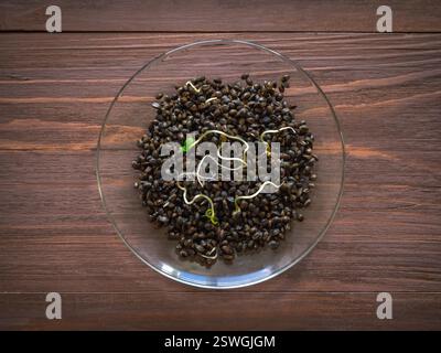 Semi di canapa superfood. Grani germogliati su fondo marrone legno. Foto Stock
