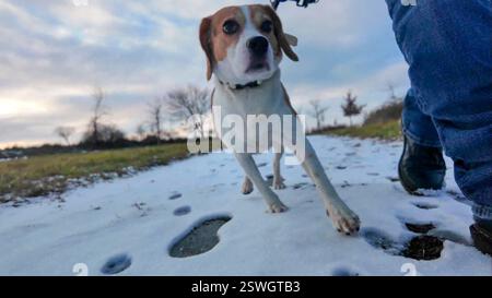 Cane Beagle in una passeggiata su un sentiero innevato. Cammina un cane dal suo proprietario. Concetto di stile di vita sano quando si cammina un cane Foto Stock