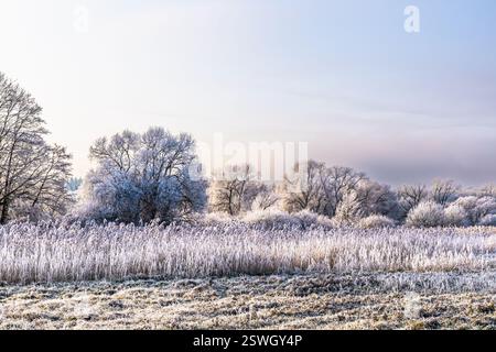 Paesaggio con cespugli e erbe in una mattina ghiacciata d'inverno Foto Stock