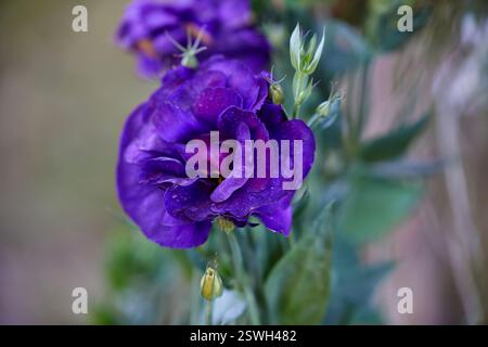 Vista ravvicinata della rosa viola fiorita in giardino Foto Stock