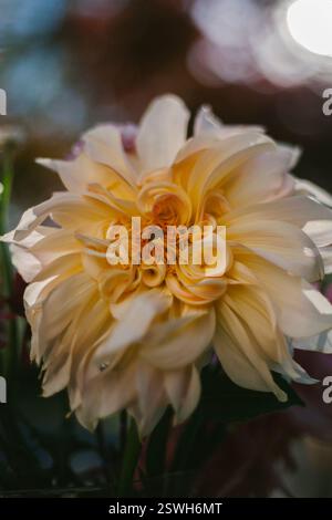 Testa di fiori Dahlia color crema Foto Stock