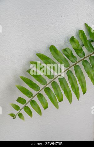 Foglie di felce verdi su sfondo bianco della parete di cemento Foto Stock