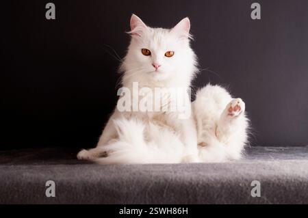 Bellissimo gatto angora turco in una posizione scomoda Foto Stock