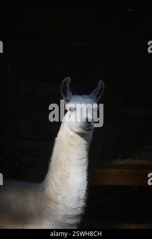Lama su sfondo nero Foto Stock