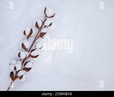 Ramo di cotone del fiore vegetale su tessuto bianco di cotone sguazzato. Biancheria da letto in cotone. Sfondo luminoso minimalista e accogliente Foto Stock