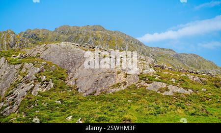 Affioramenti di arenaria del Devoniano (ORS) in forte immersione sul versante montano ad ovest delle Allihies, con gorse occidentali autoctone in fiore giallo (Ulex gallii) Foto Stock
