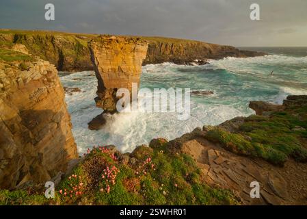 Costa frastagliata con macchia di mare, Yesnaby, Orcadi Foto Stock