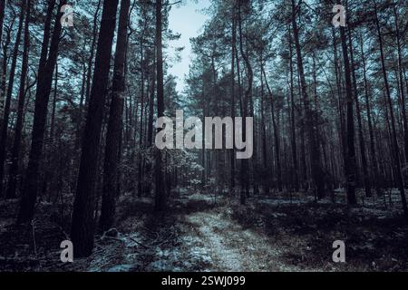 Forrest Landscape in inverno, soleggiato, mistico, cultura mono Foto Stock