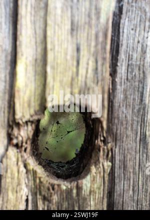 La rete metallica è sospesa all'interno di un cerchio di legno all'aperto durante il giorno Foto Stock
