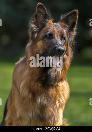 German Shepherd è un amico molto leale, orgoglio, amore, forza, partner, felicità, intelligenza, bellezza, grazia e tutto questo e molto di più su di loro Foto Stock