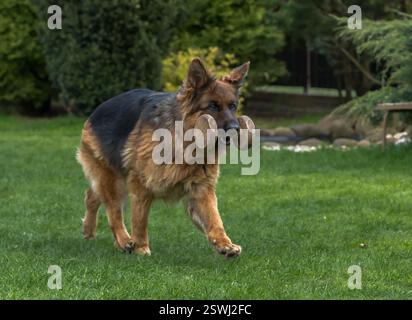 German Shepherd è un amico molto leale, orgoglio, amore, forza, partner, felicità, intelligenza, bellezza, grazia e tutto questo e molto di più su di loro Foto Stock