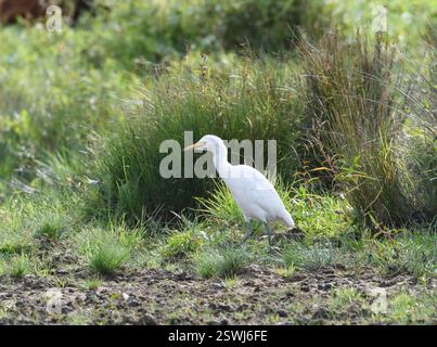 Allevamento di bestiame Bubulcus ibis, foraggio in vegetazione ruvida dove i bovini hanno pascolato, RSPB Fairburn Ings Reserve, Yorkshire, Regno Unito, settembre. Foto Stock