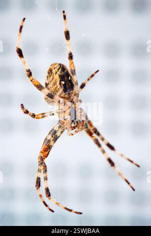 Macro shot ragno giallo su sfondo bianco Foto Stock