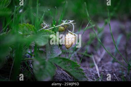 Piccole fragole bianche Foto Stock